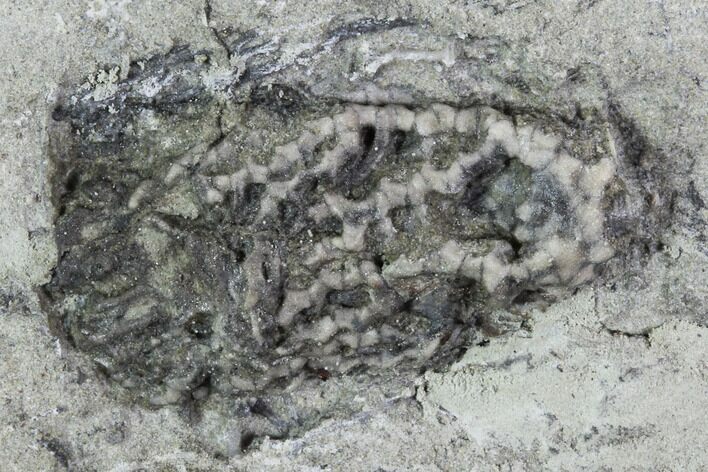 Crinoid (Pachylocrinus) Fossil - Crawfordsville, Indiana #102979